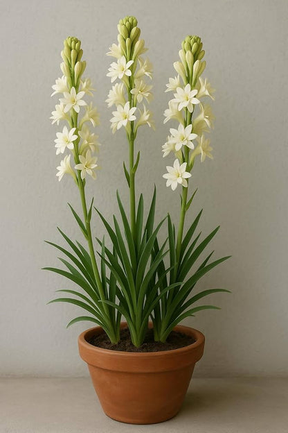 Mexican Single Tuberose Rajnigandha flowering plant with fragrant white blooms, slender green leaves, and elegant flower spikes in a sunny garden.