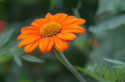 Orange Mexican flower seeds