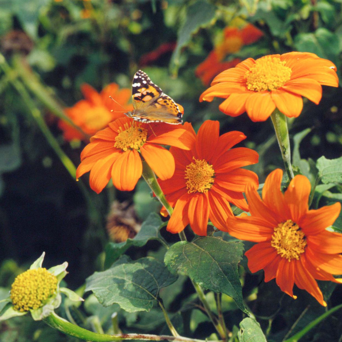 Orange Tithonia flower seeds