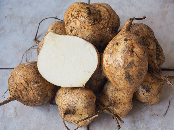 Mexican Yam Bean Garden Seeds with jicama roots and vigorous climbing vines
