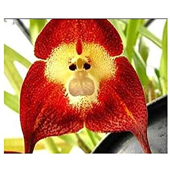 Dark Red flower seeds