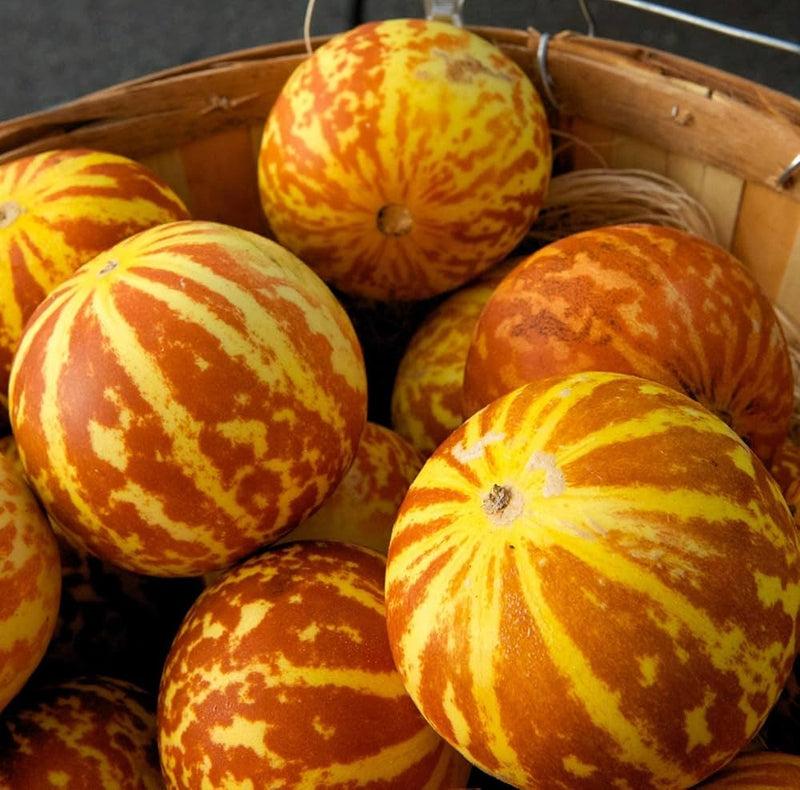 Vietnam Milk Melon Seeds for Planting – Heirloom Non-GMO Garden Seeds
