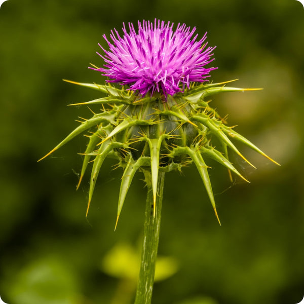 Milk Thistle Herb Seeds for Planting – Heirloom Non-GMO Garden Seeds