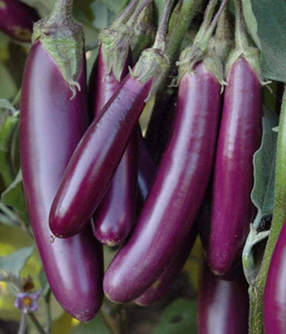 Millionaire Eggplant Seeds