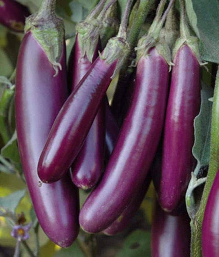 Millionaire Eggplant Seeds