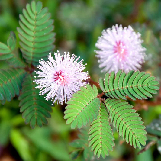 Mimosa Pudica Growing in Warm Garden