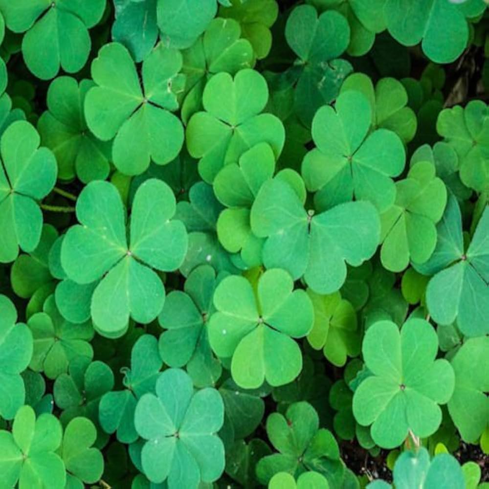 Mini Four Leaf Clover Flower Seeds for Planting