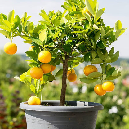 Dwarf Fruit Tree Seeds for Planting – Heirloom Non-GMO Garden Seeds