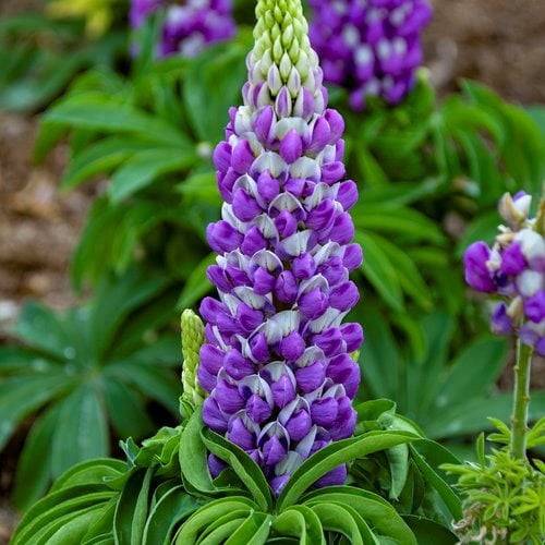 Blue Lupine flower seeds