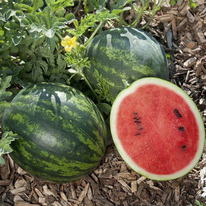 mini love watermelon seeds