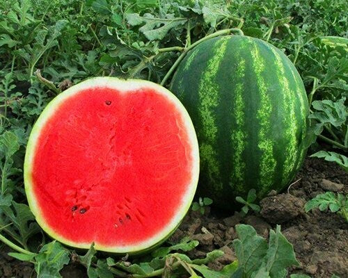 Mini Love Watermelon Fruit Seeds for Planting – Heirloom Non-GMO Garden Seeds