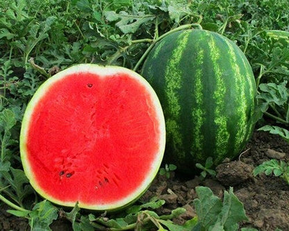 Mini Love Watermelon Fruit Seeds for Planting – Heirloom Non-GMO Garden Seeds