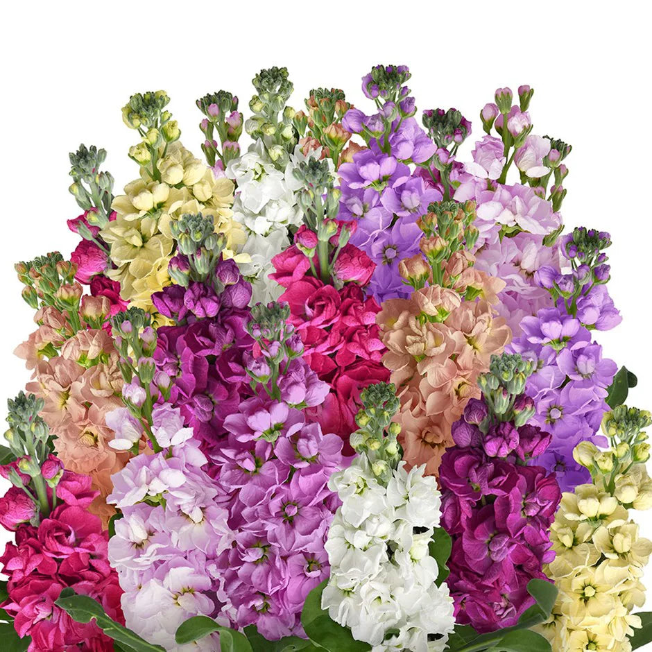 Color Matthiola flower seeds
