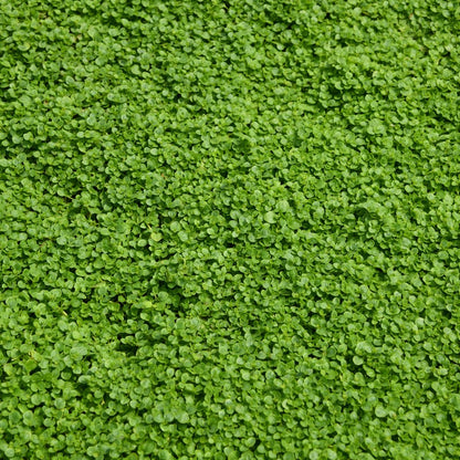 Corsican Mini Mint Herb Seeds for Planting with tiny green leaves and delicate lilac flowers