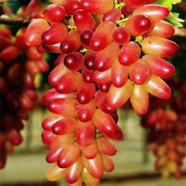 pink cream grape seeds