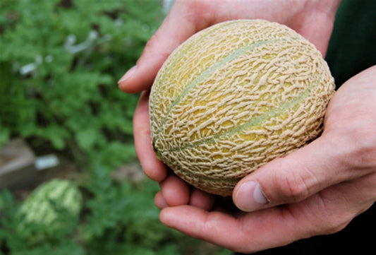 Minnesota Midget Cantaloupe Fruit Seeds for Planting – Heirloom Non-GMO Garden Seeds