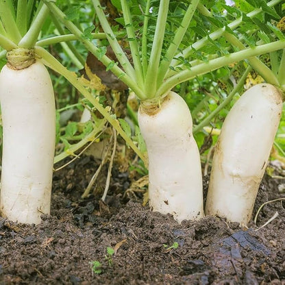 Minowase Daikon Radish Seeds for Planting – Long White Japanese Radish