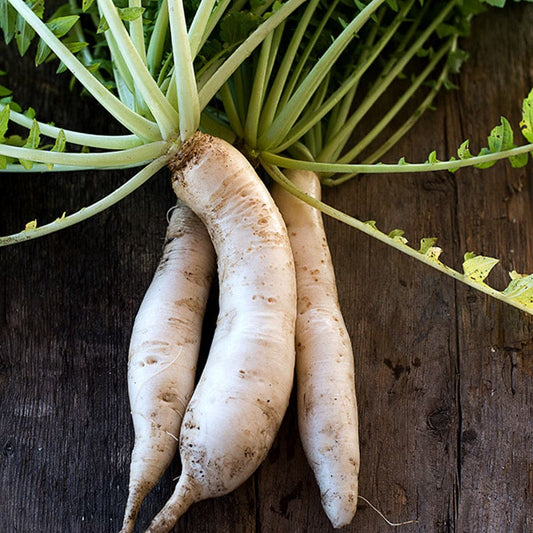 Minowase Daikon Radish Seeds for Planting – Long White Japanese Radish