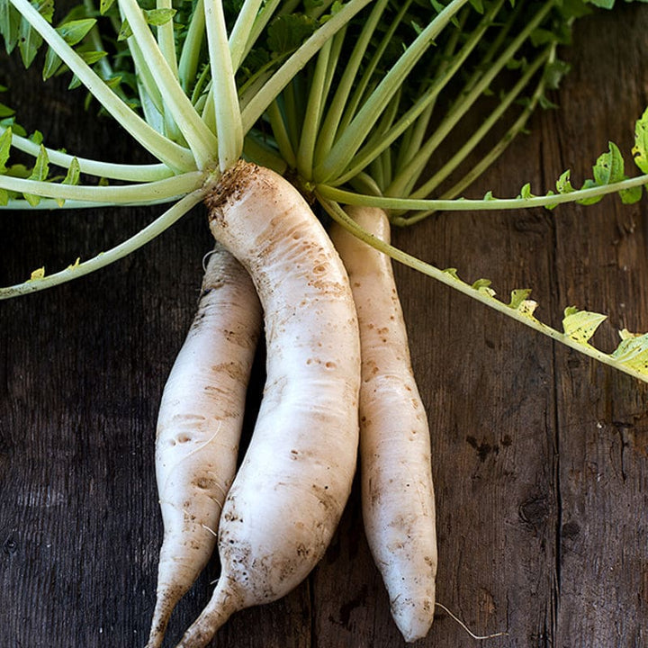 Minowase Daikon Radish Seeds for Planting – Long White Japanese Radish