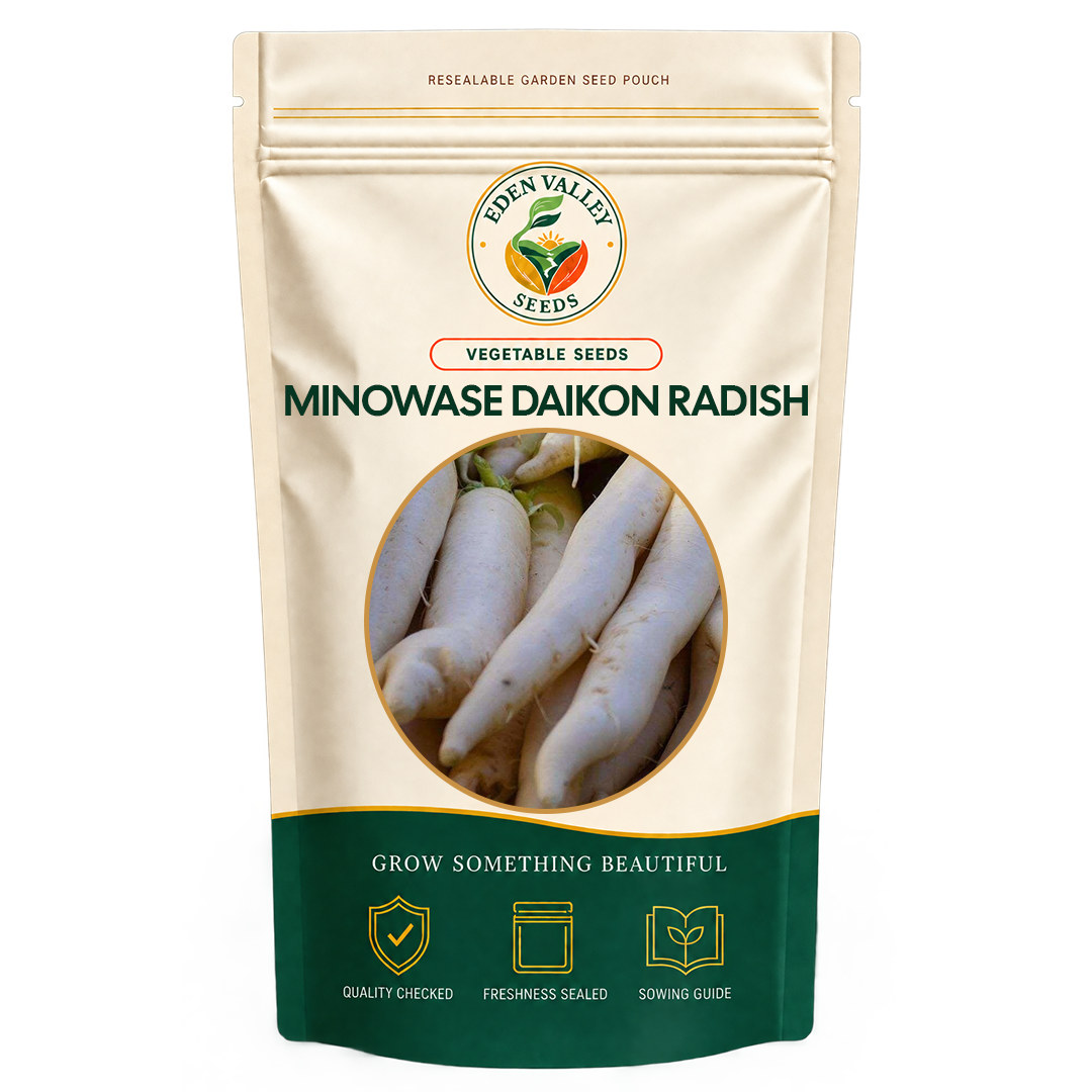 Minowase Daikon Radish Vegetable Seeds for home gardens