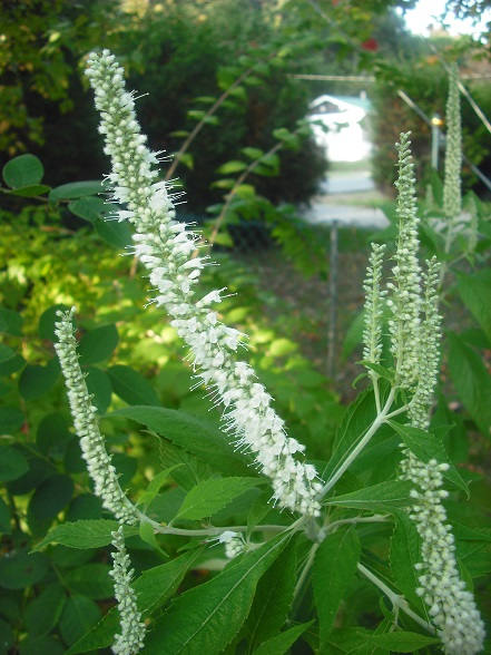 Mint Bush Herb Seeds for Planting – Heirloom Non-GMO Garden Seeds