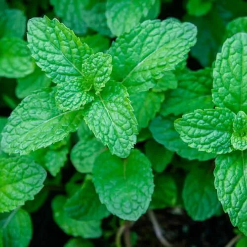 Mint Herb Seeds for Planting – Heirloom Non-GMO Garden Seeds