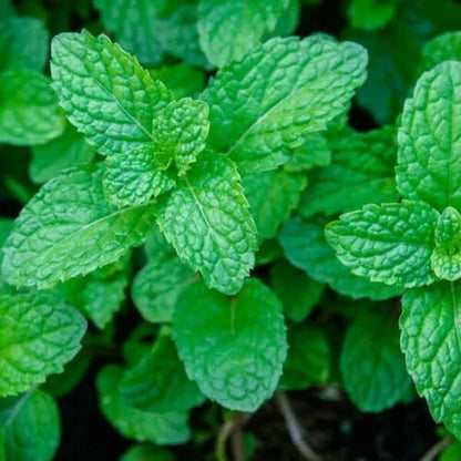 Mint Herb Seeds for Planting – Heirloom Non-GMO Garden Seeds