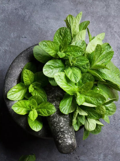 Spearmint Herb Seeds for Planting – Heirloom Non-GMO Garden Seeds
