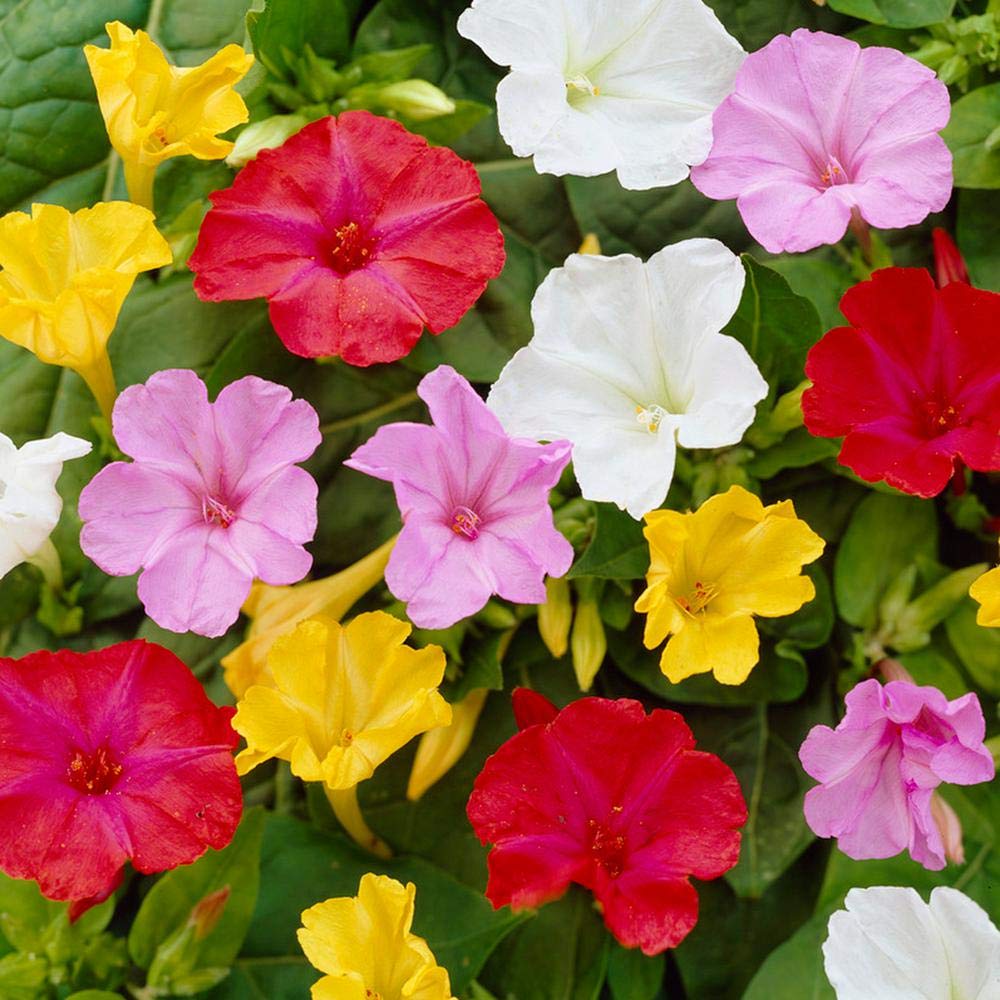 Mirabilis flower seeds