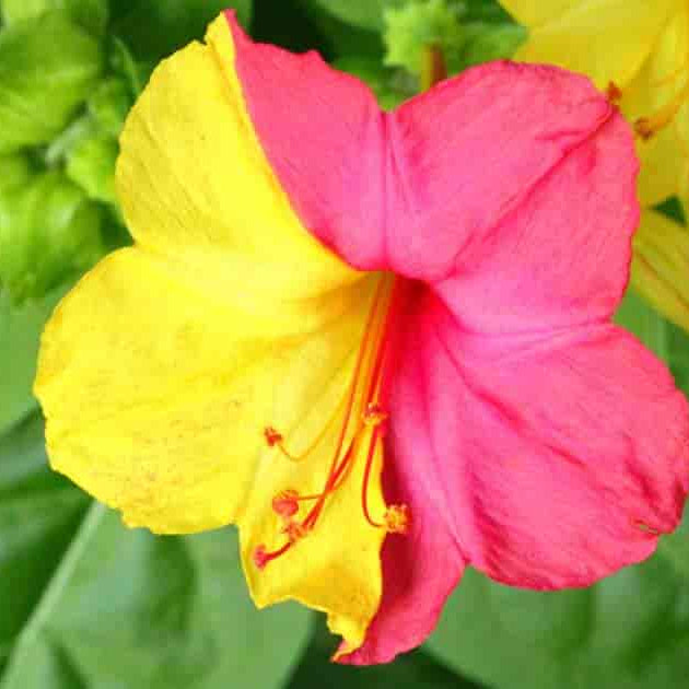 Yellow Red flower seeds