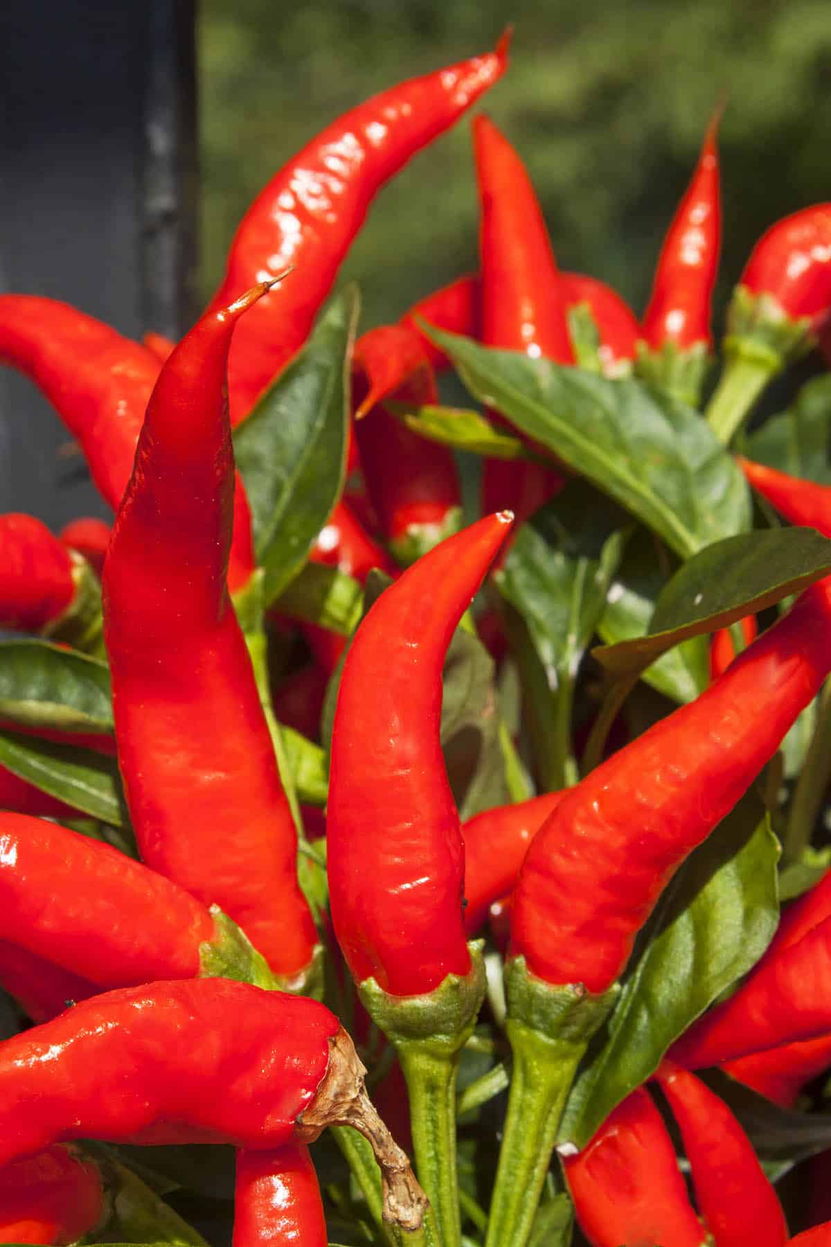 Mirasol pepper plant with upright green and ripe red chili peppers growing in a sunny home vegetable garden.