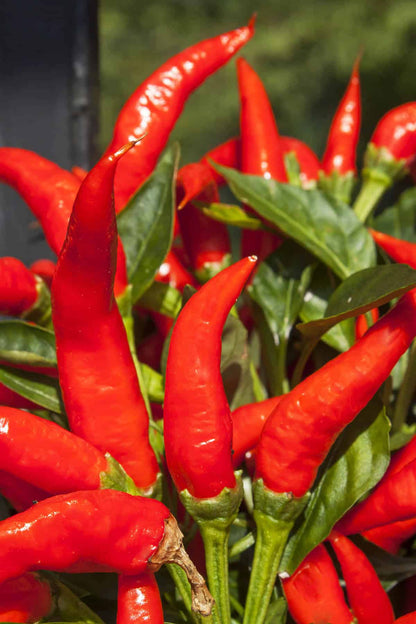 Mirasol pepper plant with upright green and ripe red chili peppers growing in a sunny home vegetable garden.