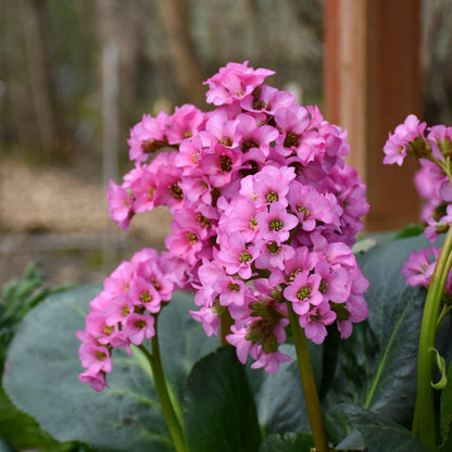 Pink Bergenia flower seeds