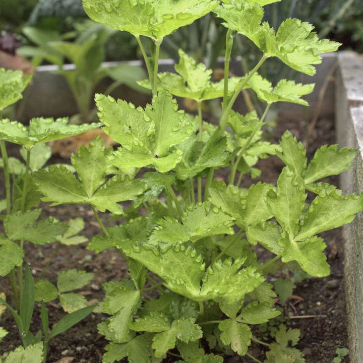 Mitsuba Japanese Parsley Herb Seeds for Planting – Heirloom Non-GMO Garden Seeds