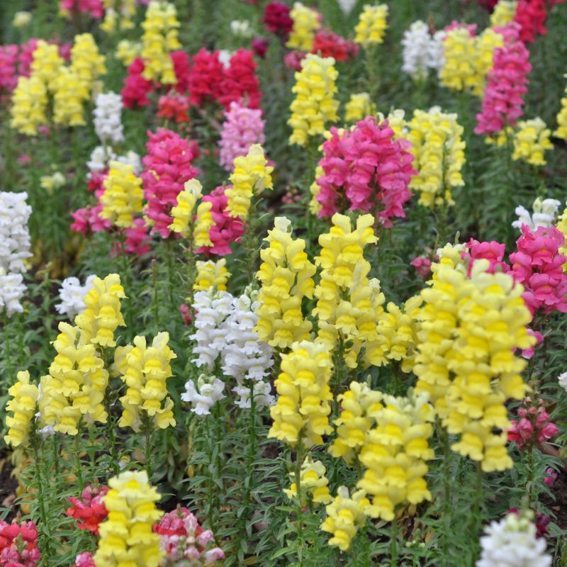 Snapdragon flower seeds