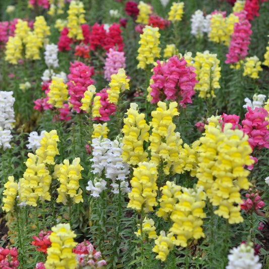 Snapdragon flower seeds