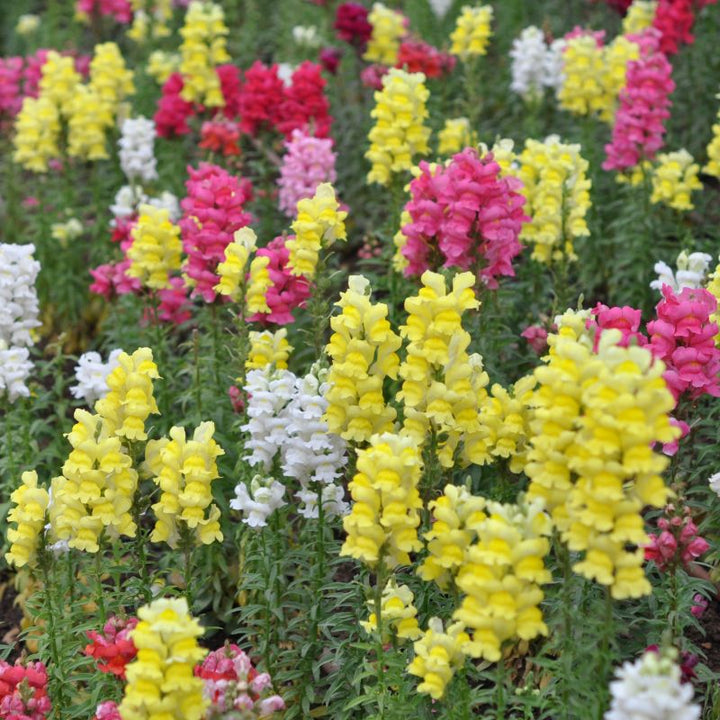Snapdragon flower seeds