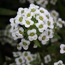 Colorful Sweet Alyssum Flowers with Green Foliage