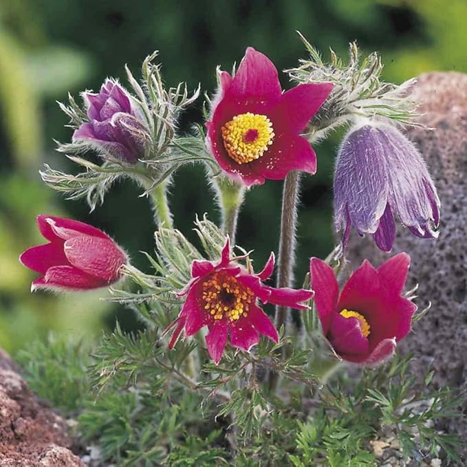 Anemone Pulsatilla flower seeds