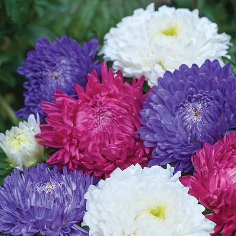 Aster flower seeds