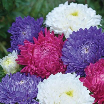 Aster flower seeds