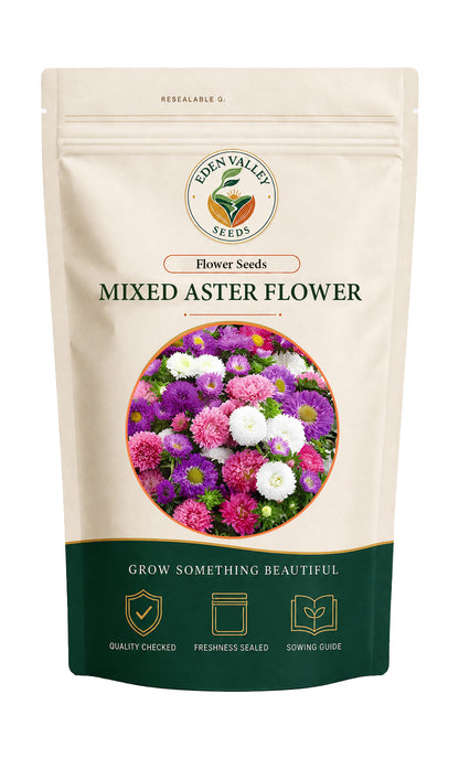 Mixed Aster flowers blooming in a garden