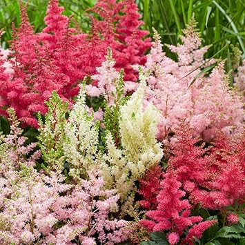 Astilbe flower seeds