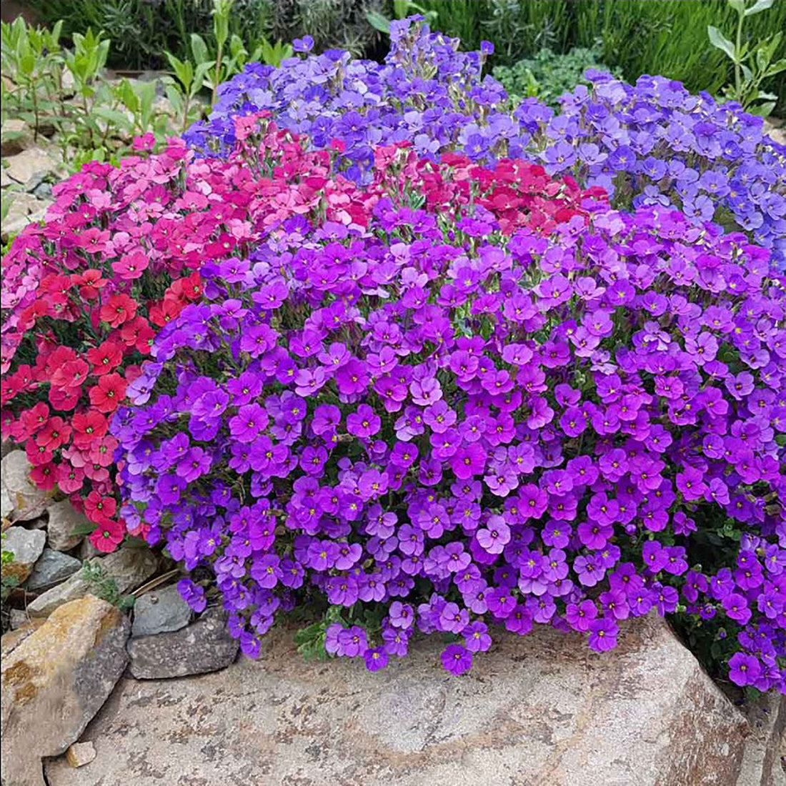 Aubrieta flower seeds