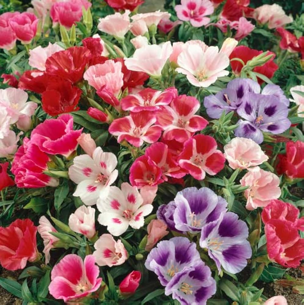 Azalea flower seeds