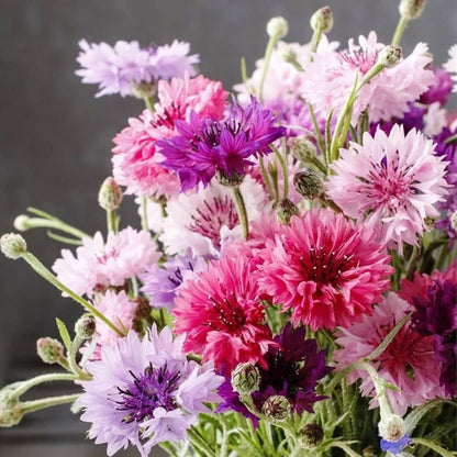 Mixed Bachelor Button flowers in blue, pink, white, and purple shades
