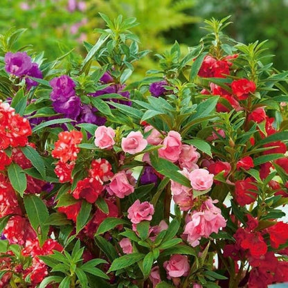 Balsam flower seeds