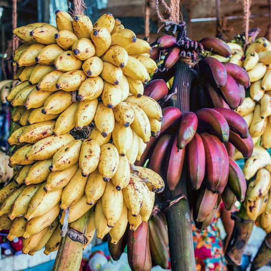 banana musa seeds