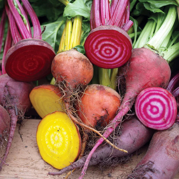 Mixed Beetroot Seeds