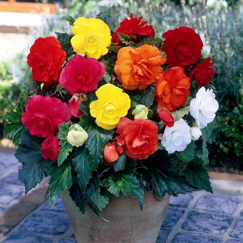 Begonia flower seeds